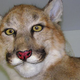 Illustration for article titled Some People Think Mountain Lion Is Steve Jobs—Wait, WHAT?